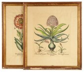 PAIR OF FRAMED BOTANICAL PRINT