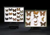 Pair of Framed Shadowboxes,  o