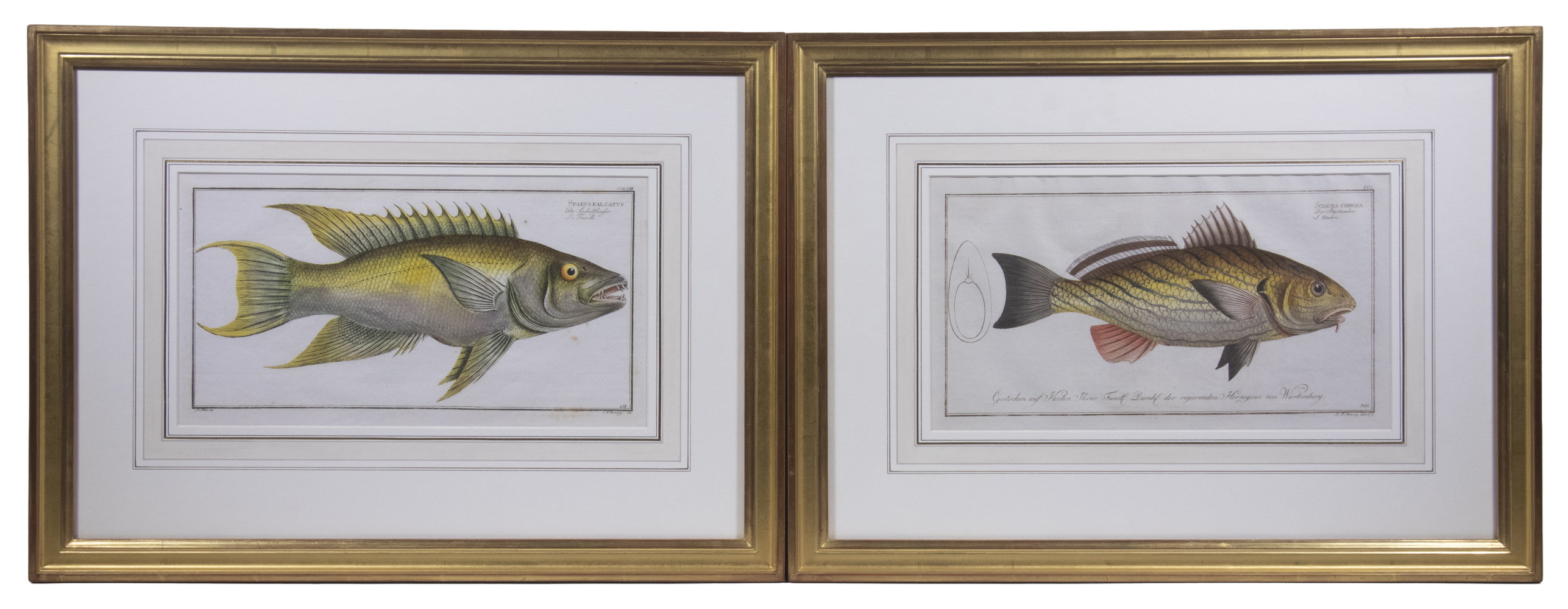 PAIR OF GERMAN FISH PRINTS BY