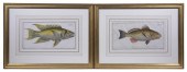 PAIR OF GERMAN FISH PRINTS BY