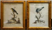 PAIR OF GERMAN ORNITHOLOGICAL