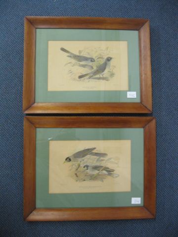 Pair of Handcolored Bird Engravings