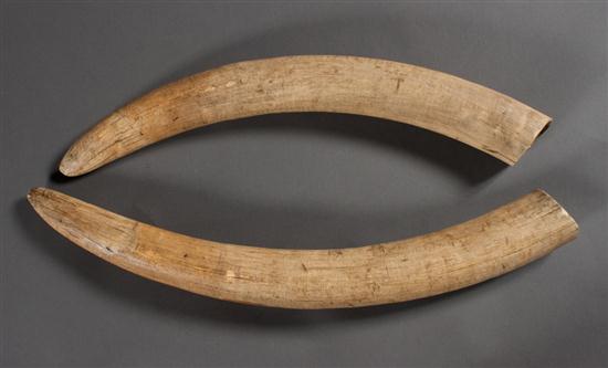 Pair of ivory elephant tusks late