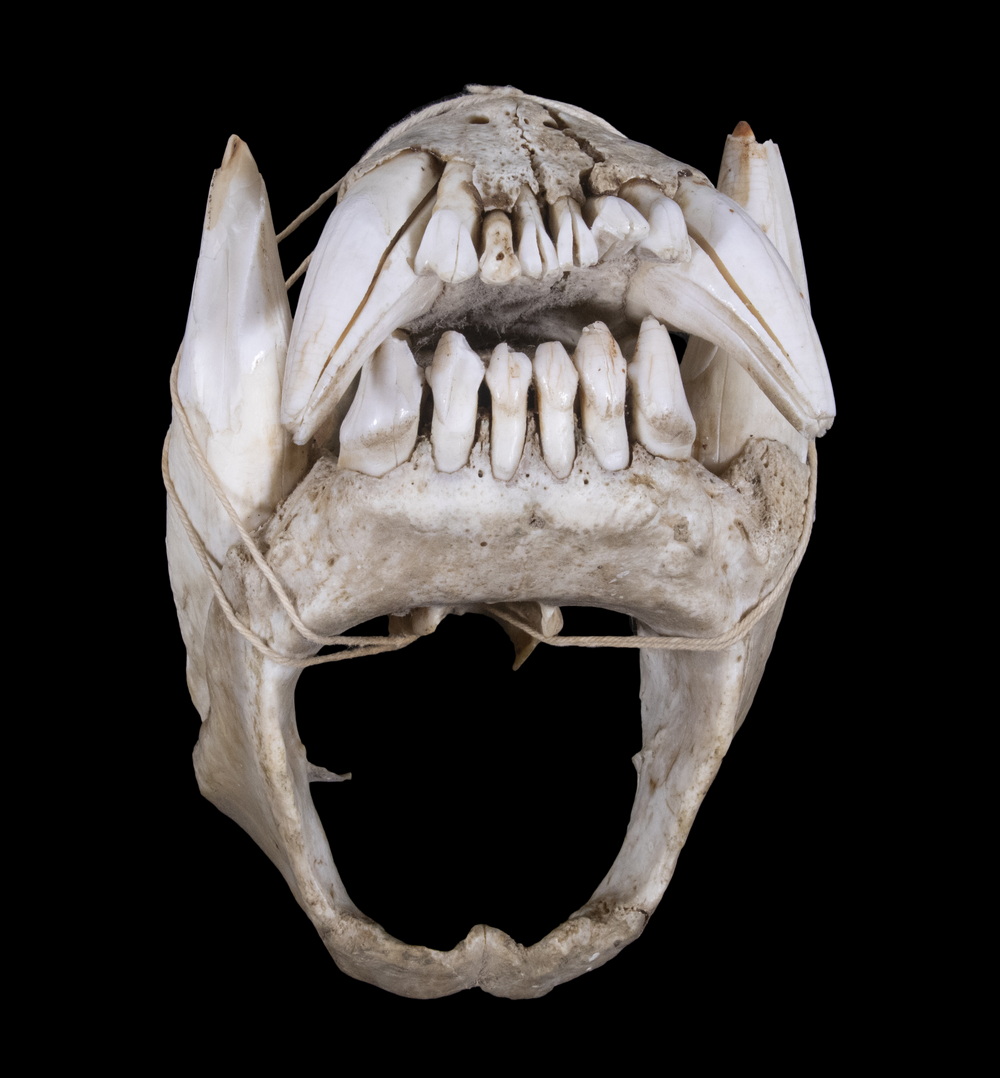 PAIR OF JUVENILE BEAR JAWS 4"