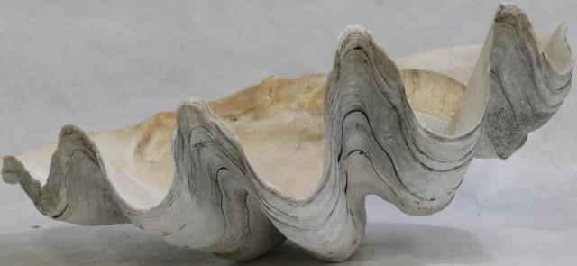PAIR OF LARGE SOUTH SEAS CLAM
