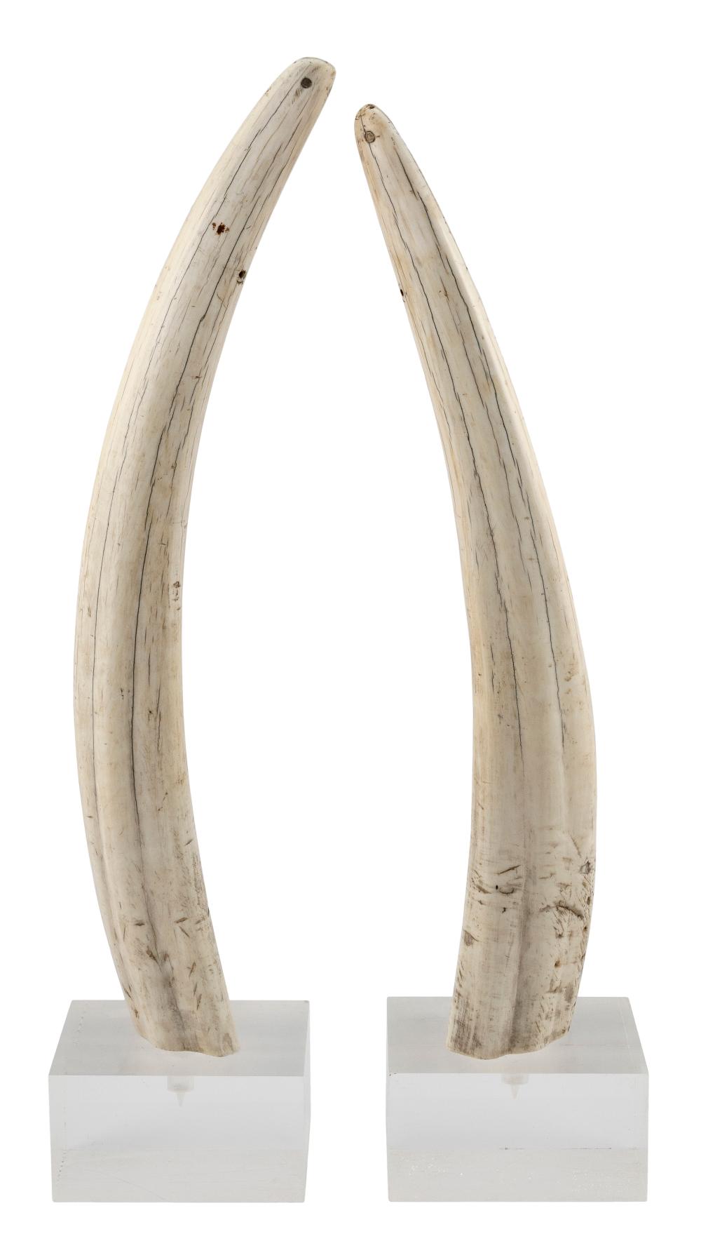 * PAIR OF LARGE UNENGRAVED WALRUS