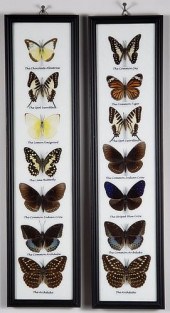 PAIR OF MOUNTED AND FRAMED EXO