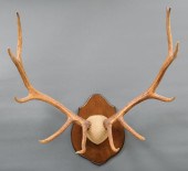 PAIR OF MOUNTED ELK ANTLERSPai