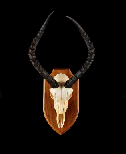Pair of Mounted Specimen Impala