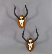 Pair of Mounted Specimen Impal