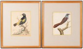 PAIR OF ORNITHOLOGICAL COLORED