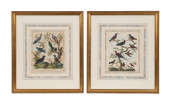 PAIR OF ORNITHOLOGY HAND COLOR