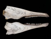 PAIR OF SCRIMSHAW PORPOISE JAW