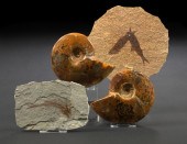 Pair of Small Polished Ammonit