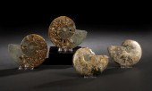 Pair of Split and Polished Amm