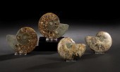 Pair of Split and Polished Amm