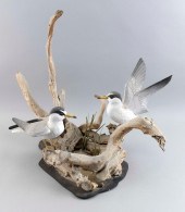 PAIR OF STAN SPARRE LEAST TERN
