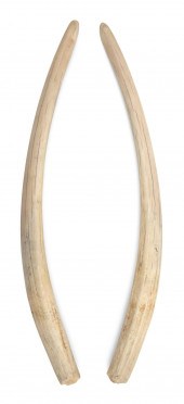 * PAIR OF UNENGRAVED WALRUS TU