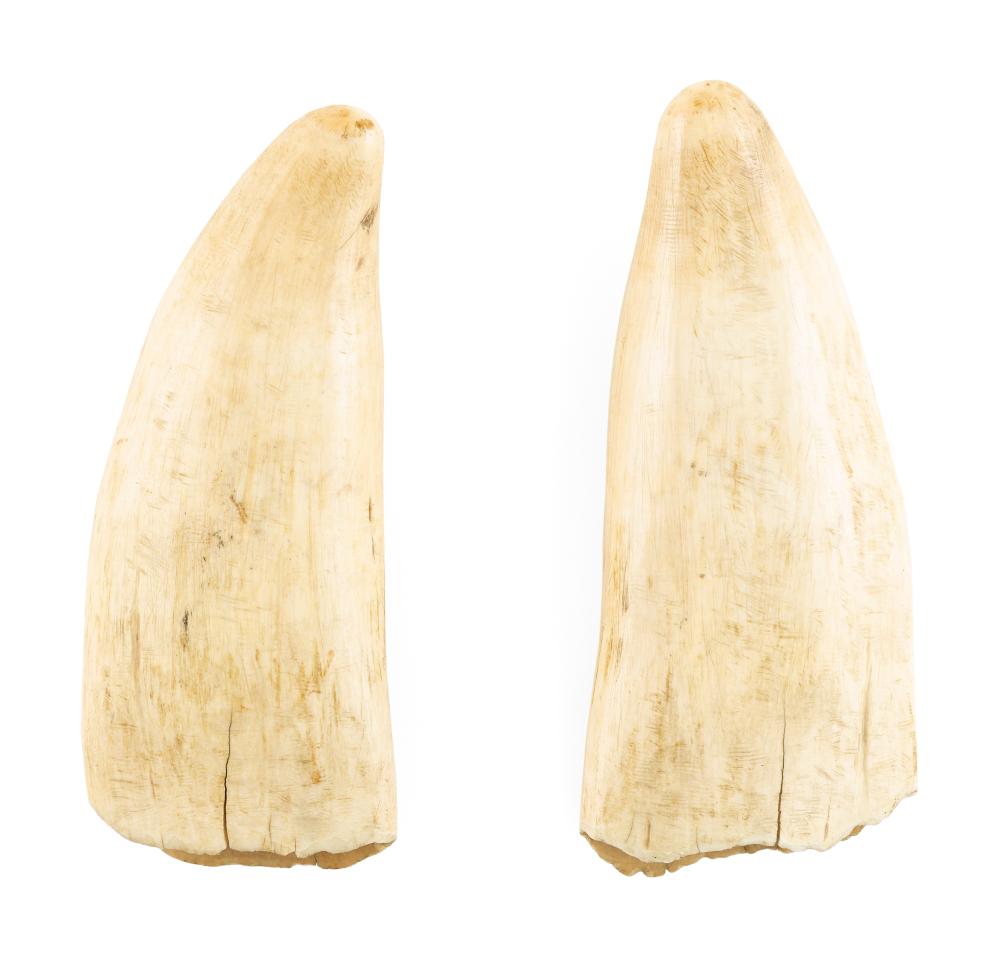 * PAIR OF UNENGRAVED WHALE'S