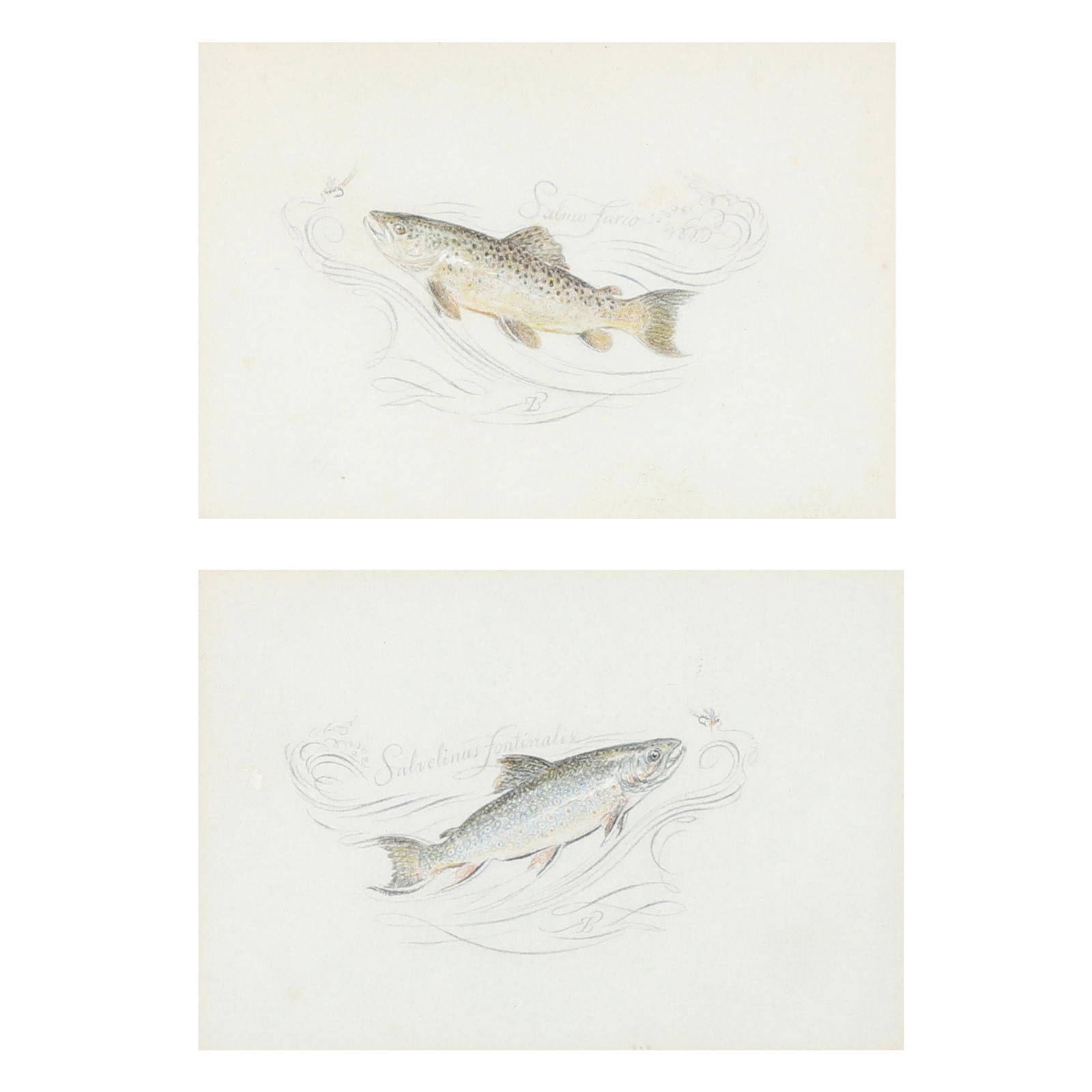 PAIR OF VINTAGE TROUT DRAWINGS, 