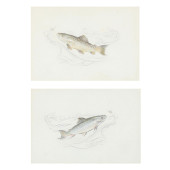 PAIR OF VINTAGE TROUT DRAWINGS