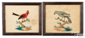 PAIR OF WATERCOLOR AND FEATHER