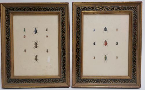 PAIR OF WATERCOLORS OF ENTOMOLOGY