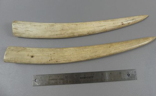 PAIR RAW WALRUS TUSKSPair of raw