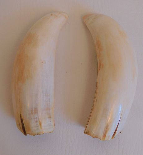 PAIR RAW WHALE TEETHPair of raw