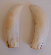 PAIR RAW WHALE TEETHPair of ra