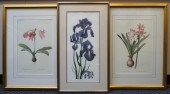 PAIR REPRODUCTION BOTANICAL CO