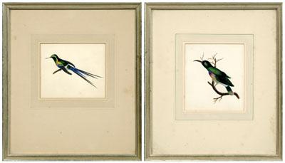 Pair watercolors, hummingbirds: