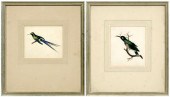 Pair watercolors, hummingbirds