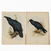 PAIR,JOHN GOULD LITHOGRAPHS, B