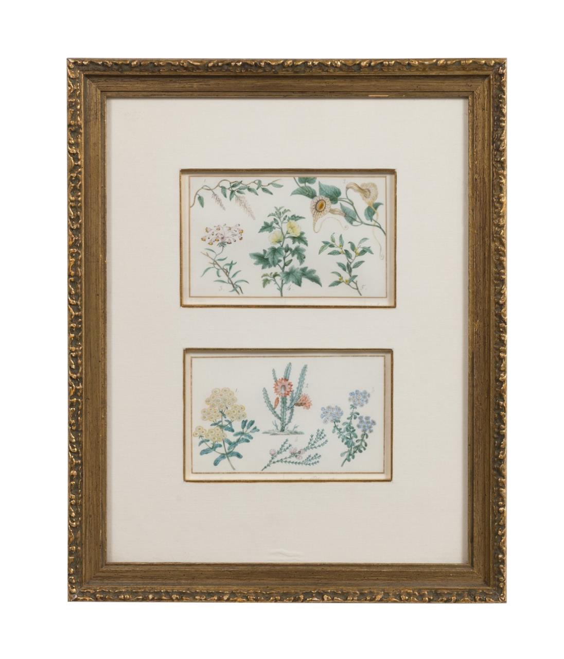 PANCRACE BESSA "BOTANICAL