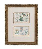 PANCRACE BESSA "BOTANICAL DRAW
