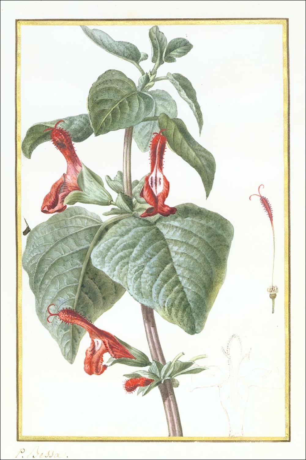 PANCRACE BESSA (FRENCH,