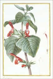 PANCRACE BESSA (FRENCH, 1772-1
