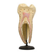 PAPIER MACHE TOOTH MODEL, AUZO