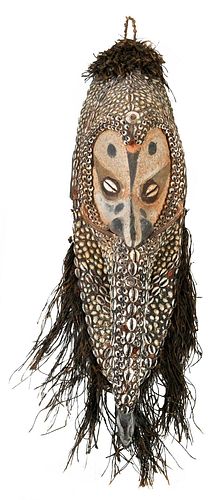 PAPUA NEW GUINEA COWRIE SHELL