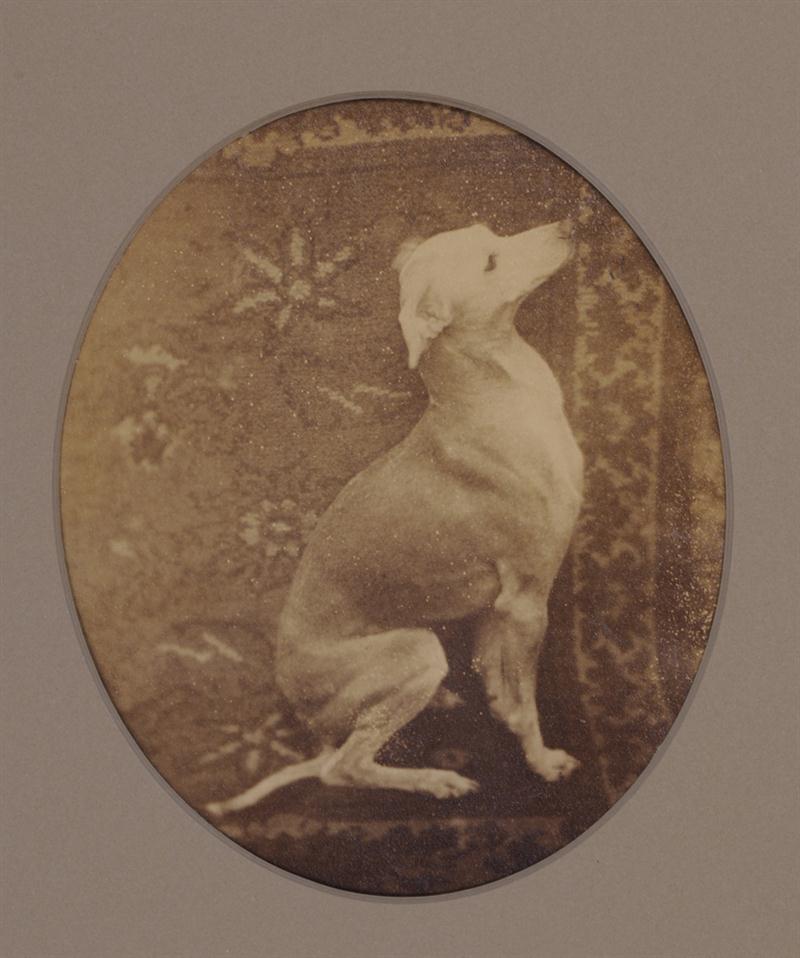 PARKINSON NY 1875: WHIPPET POSED ON