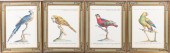 PARROTS, PRINTS, SIGHT: 15 1/2
