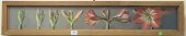 PATRICIA HOPE WINDROW (AMERICA