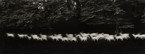 PAUL CAPONIGRO "RUNNING WHITE DEER"