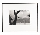 PAUL CAPONIGRO "THE BLACK TREE