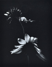 PAUL CAPONIGRO "TWO SUNFLOWERS