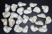 PEARLIZED WHITE SEASHELLS, NAP