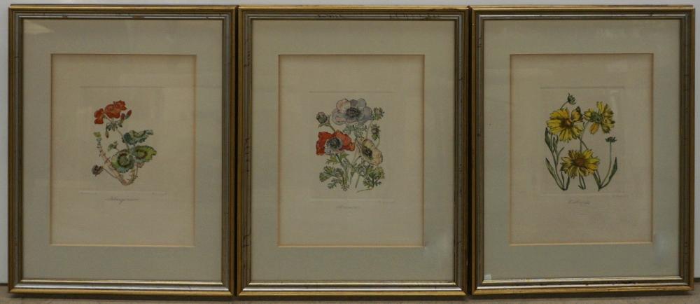 PELARGONIUM, CALLIOPSIS AND