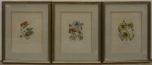 PELARGONIUM, CALLIOPSIS AND AN