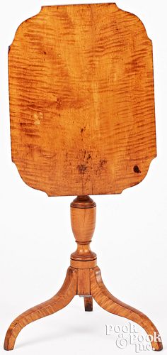 PENNSYLVANIA FEDERAL TIGER MAPLE